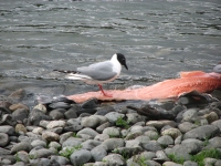 Hungry Tern